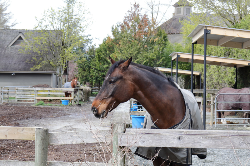 Illustration for article titled Pics from the (Stable)side: 2018-04-15 to Southlands
